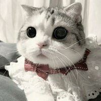 微信头像可爱猫