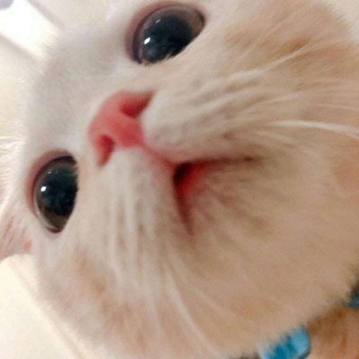 可爱小猫咪卖萌头像史上最可爱超萌的小白猫图片 微信头像 潮人个性网