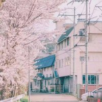 樱花盛开的街景头像