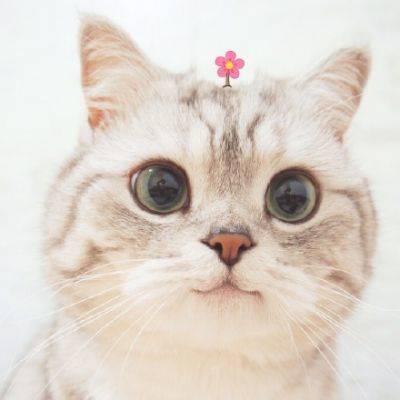 猫咪可爱高清头像 2020最新最萌猫咪头像图片大全