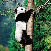 熊猫头像真实可爱图片