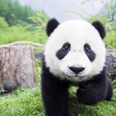 熊猫头像高清图片 真实熊猫微信头像可爱清晰图片