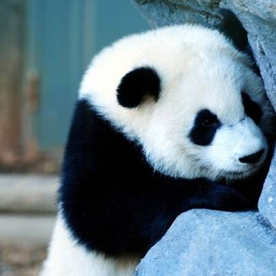 熊猫头像高清图片 真实熊猫微信头像可爱清晰图片