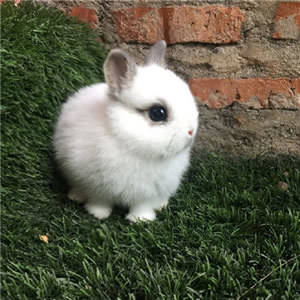 小白兔头像高清图片 漂亮可爱小白兔微信头像大全集